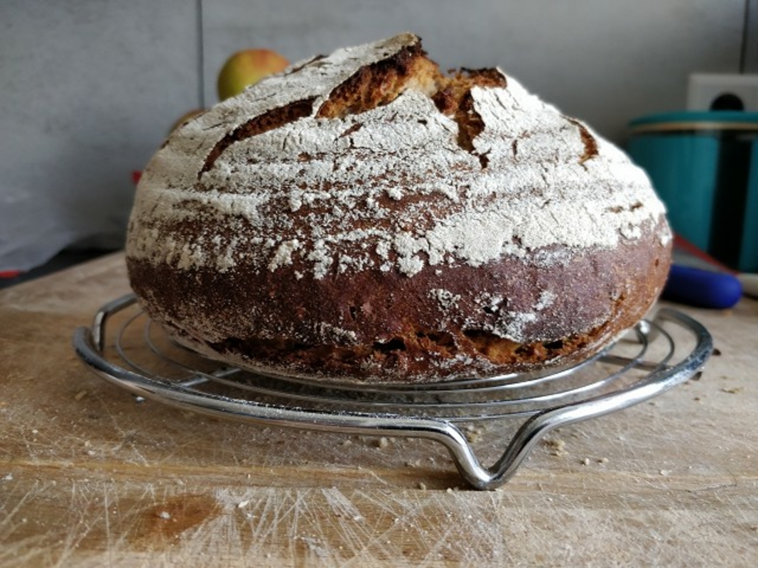 Brotfehler bei Roggenmischbrot ohne Hefe? • Brotbackforum - Die ...
