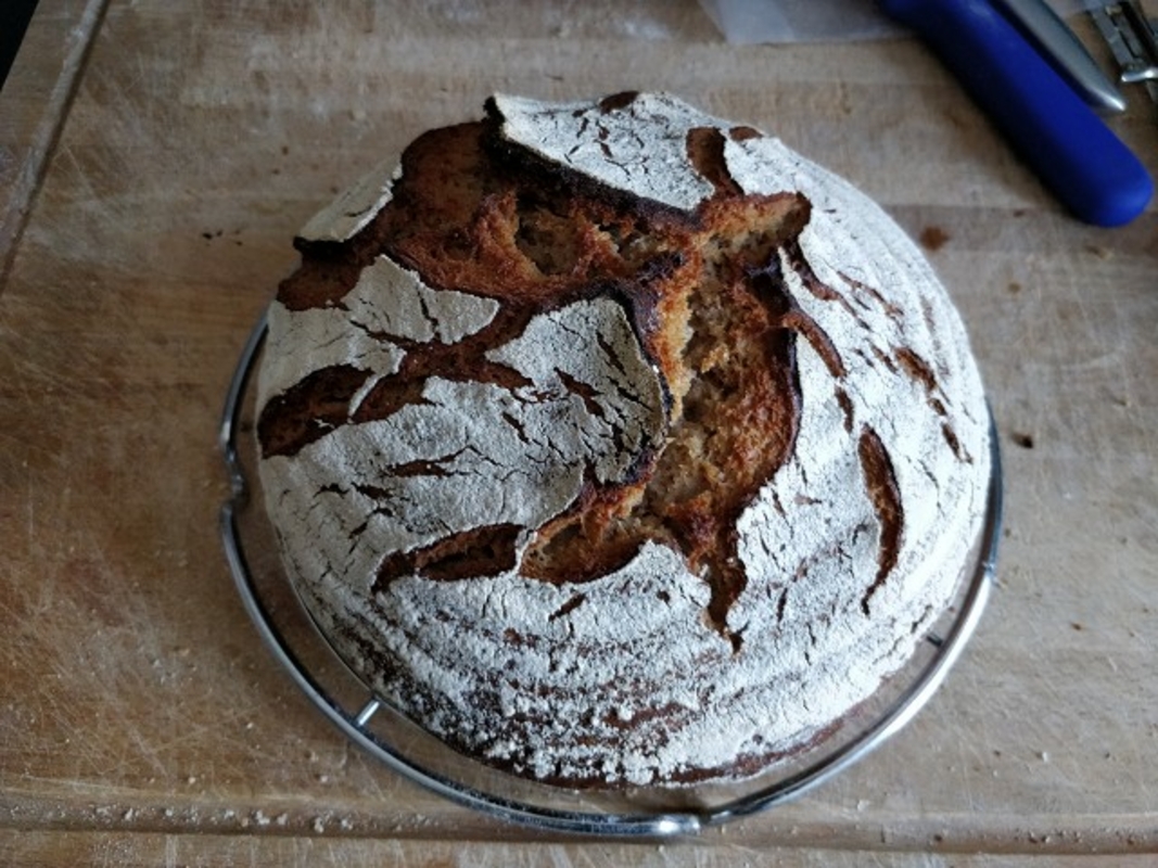 Brotfehler bei Roggenmischbrot ohne Hefe? • Brotbackforum - Die ...