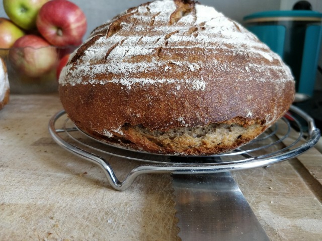 Brotfehler bei Roggenmischbrot ohne Hefe? • Brotbackforum - Die ...