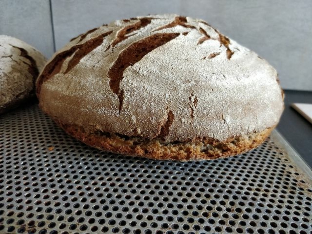 Brotfehler bei Roggenmischbrot ohne Hefe? • Brotbackforum - Die ...